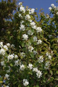 western serviceberry