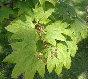 vine maple leaves and flowers