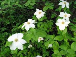 pacific dogwood