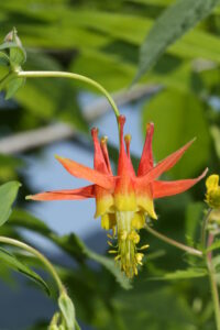 Red columbine (Aquilegia formosa)