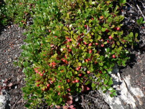 Kinnikinnick (Arctostaphylos uva-ursi)