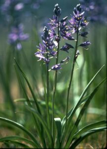Camas (Camassia quamash)