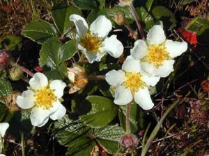 coastal/beach strawberry (Fragaria chiloensis)