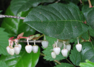 salal (Gaultheria shallon)