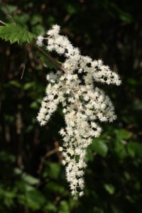 Holodiscus discolor (oceanspray)