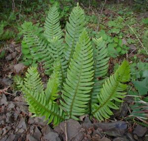 Western sword fern (Polystichum munitum)