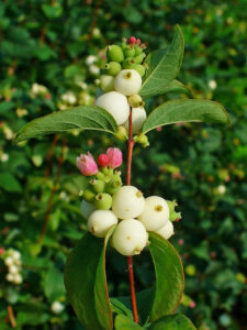 common snowberry (Symphoricarpos albus)