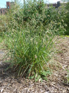 orchardgrass