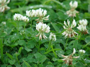 white clover (trifolium repens)