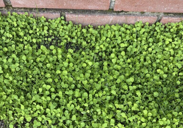 New micro clover lawn