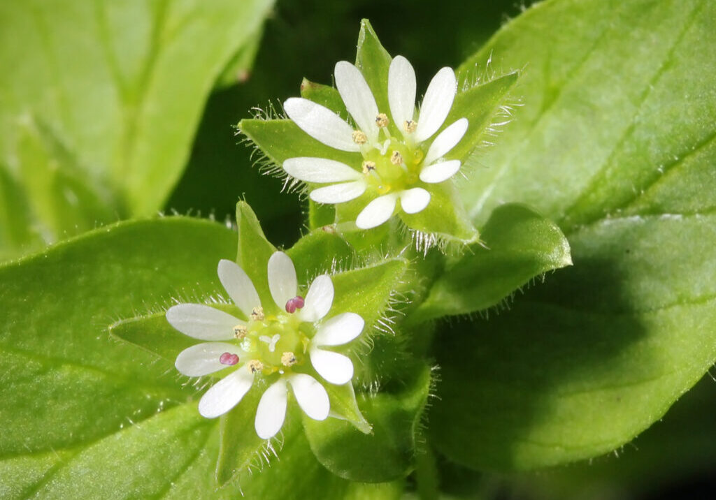 By Kaldari - Own work, CC0, https://commons.wikimedia.org/w/index.php?curid=9861756