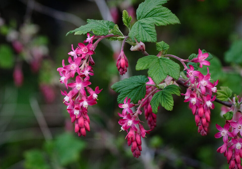 flowering currant