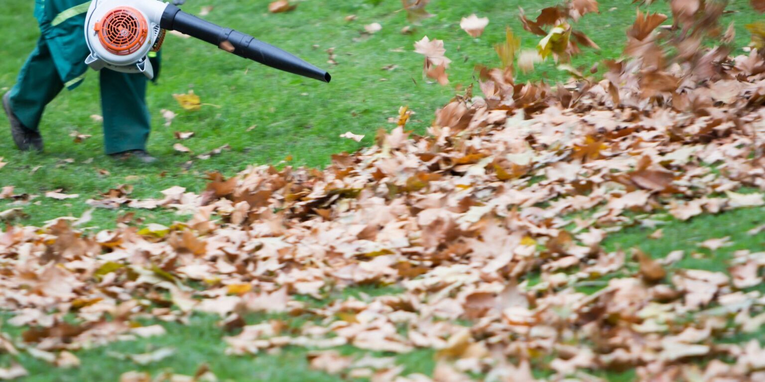 leaf-cleanup leaf-cleanup