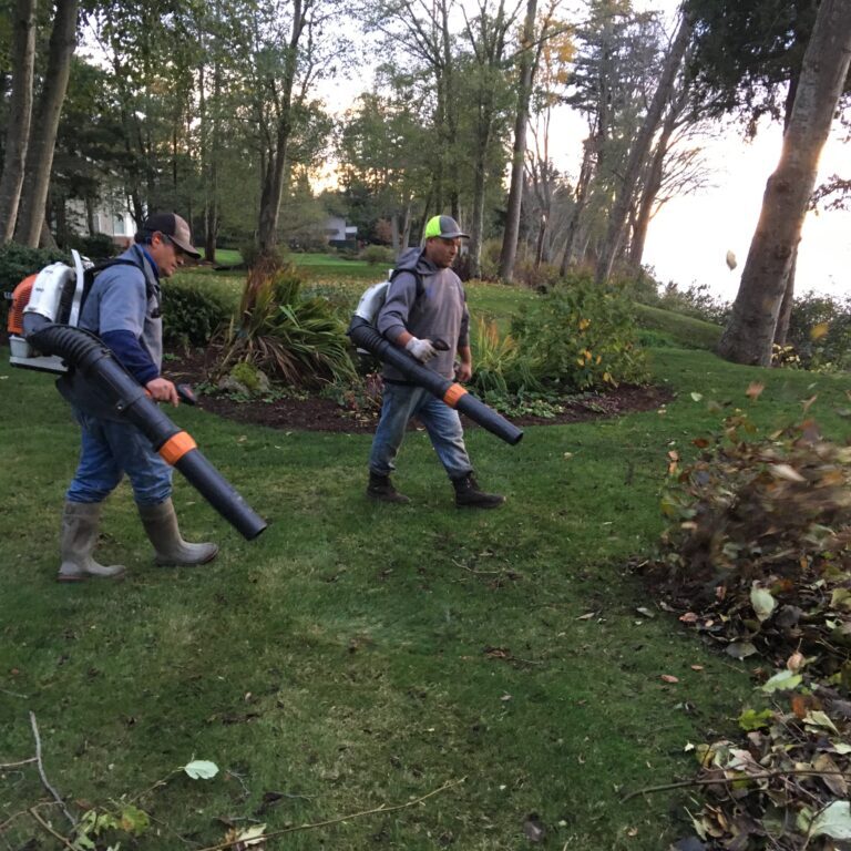 yard cleanup yard cleanup